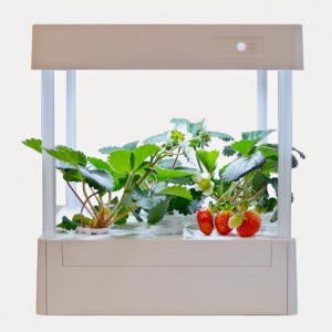 室内栽培 アイティプランター お部屋で栽培 イチゴ いちご 栽培 室内栽培 アイティプランツ Ledプランター